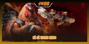 Đá gà Thomo HM88